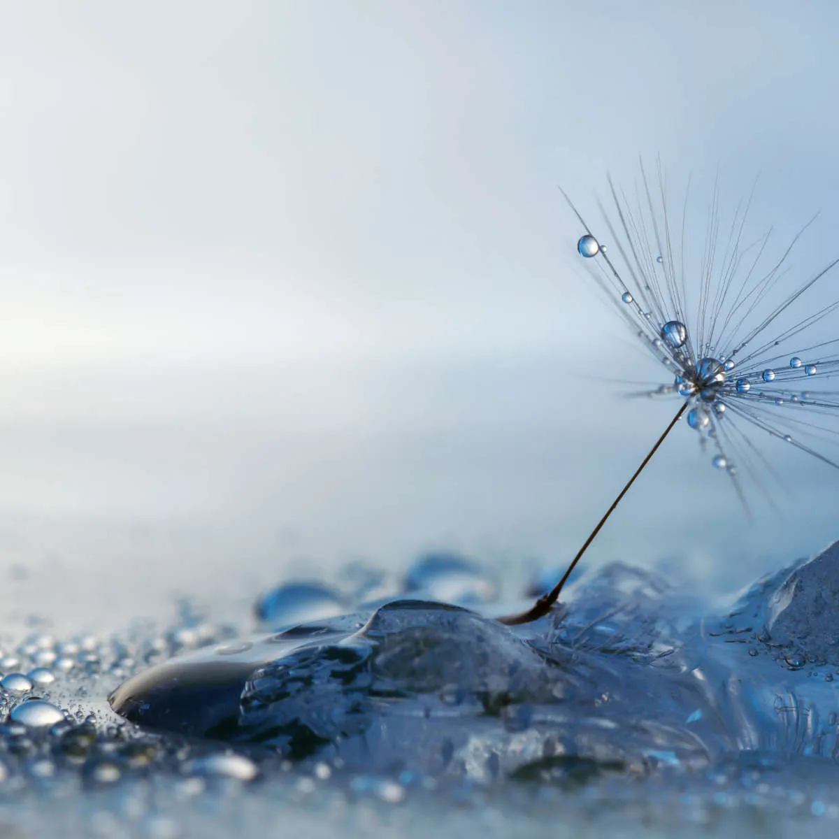 A Blue Morning Wall Art