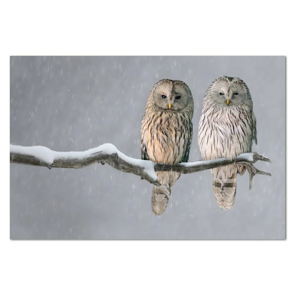 A Pair Of Owls