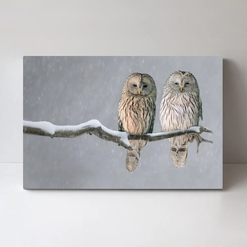 A Pair Of Owls