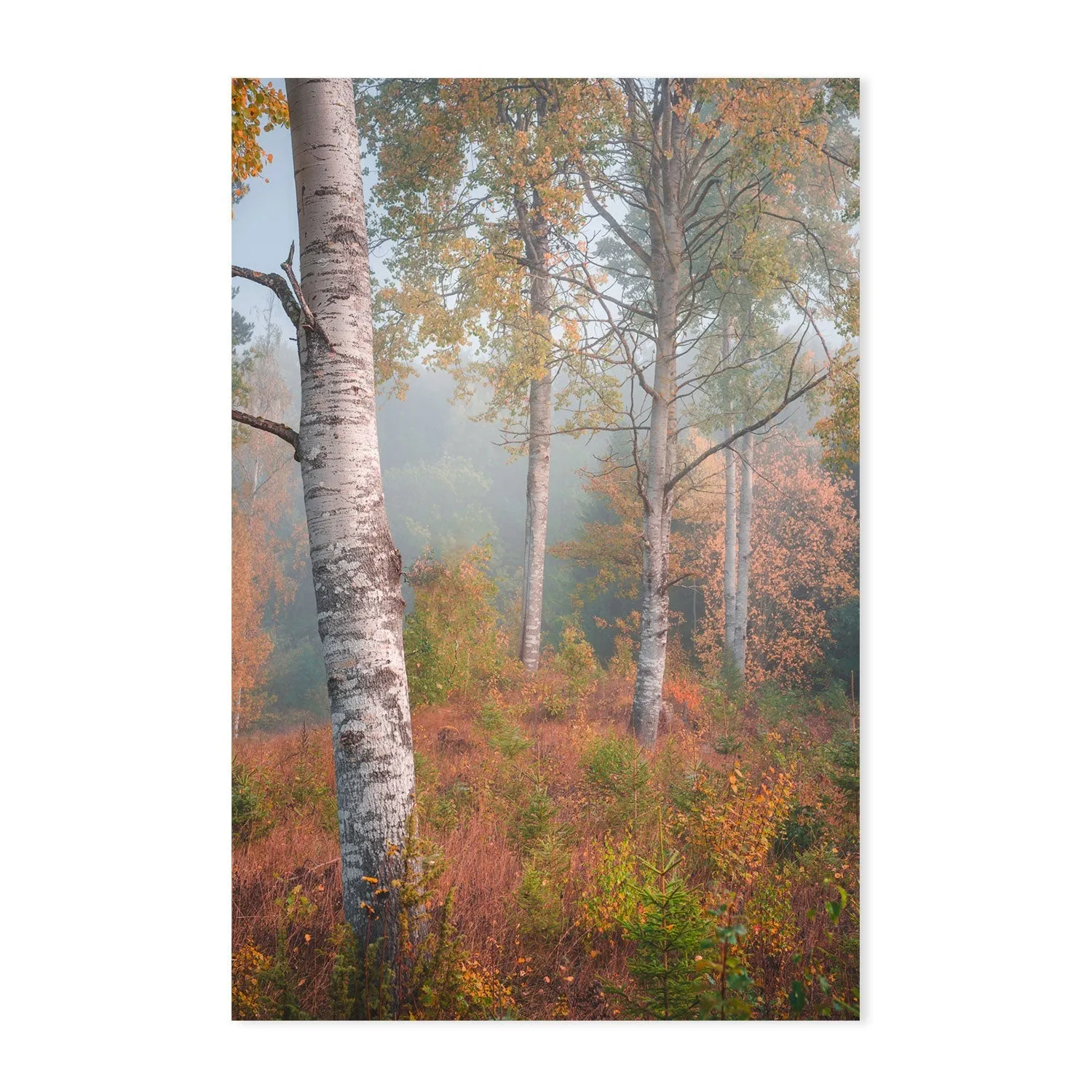 Autumn Birchtrees , By Christian Lindsten