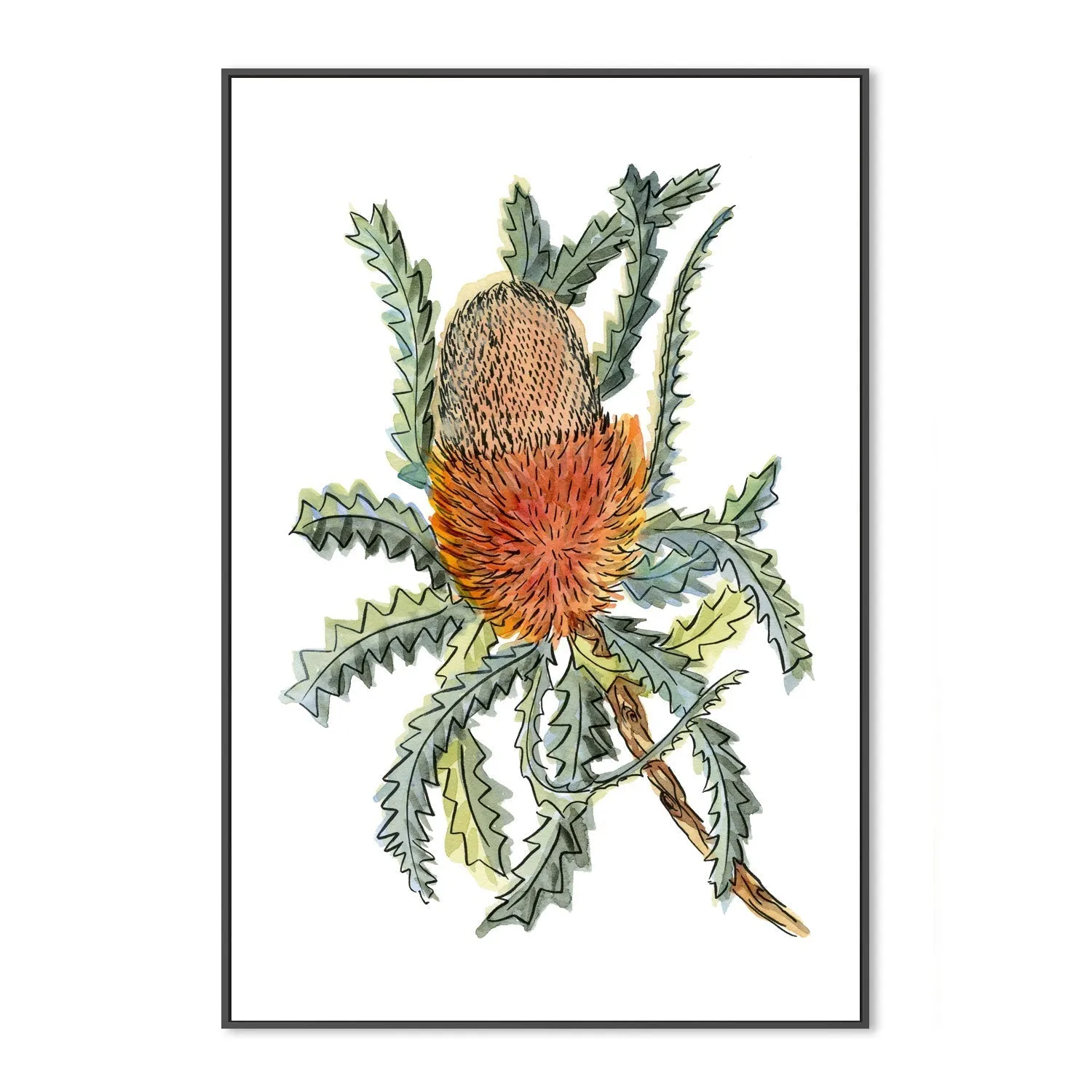 Banksia Hookerina , By Jessie Mitchelson