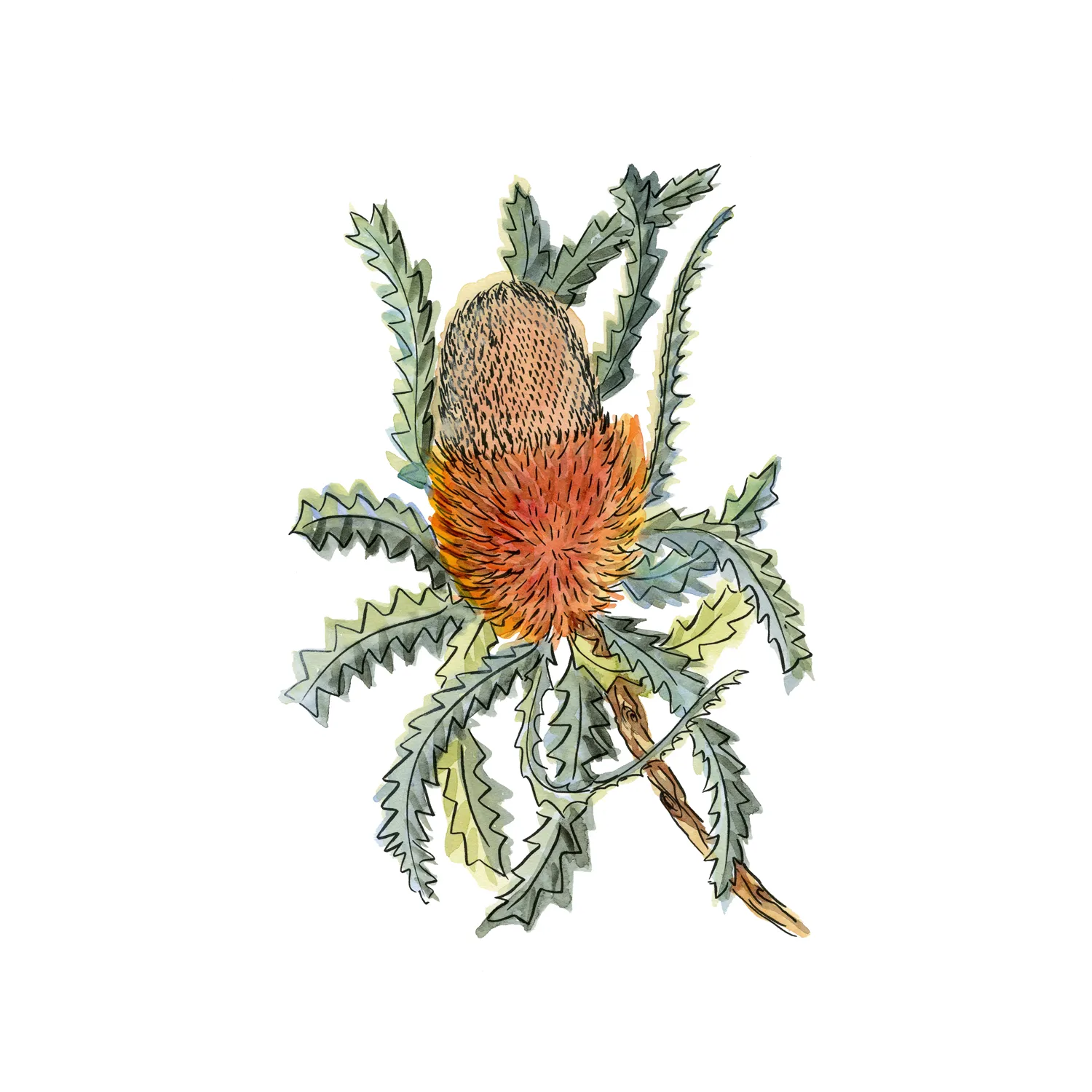 Banksia Hookerina , By Jessie Mitchelson