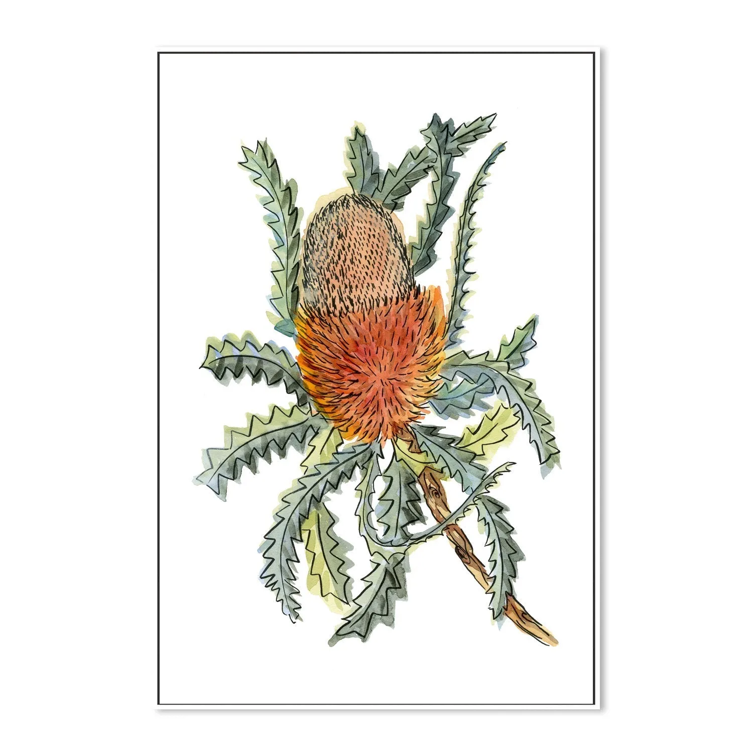 Banksia Hookerina , By Jessie Mitchelson