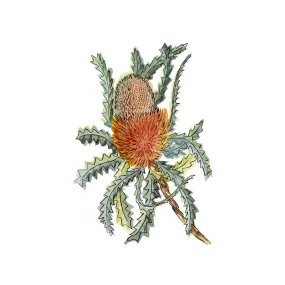 Banksia Hookerina , By Jessie Mitchelson