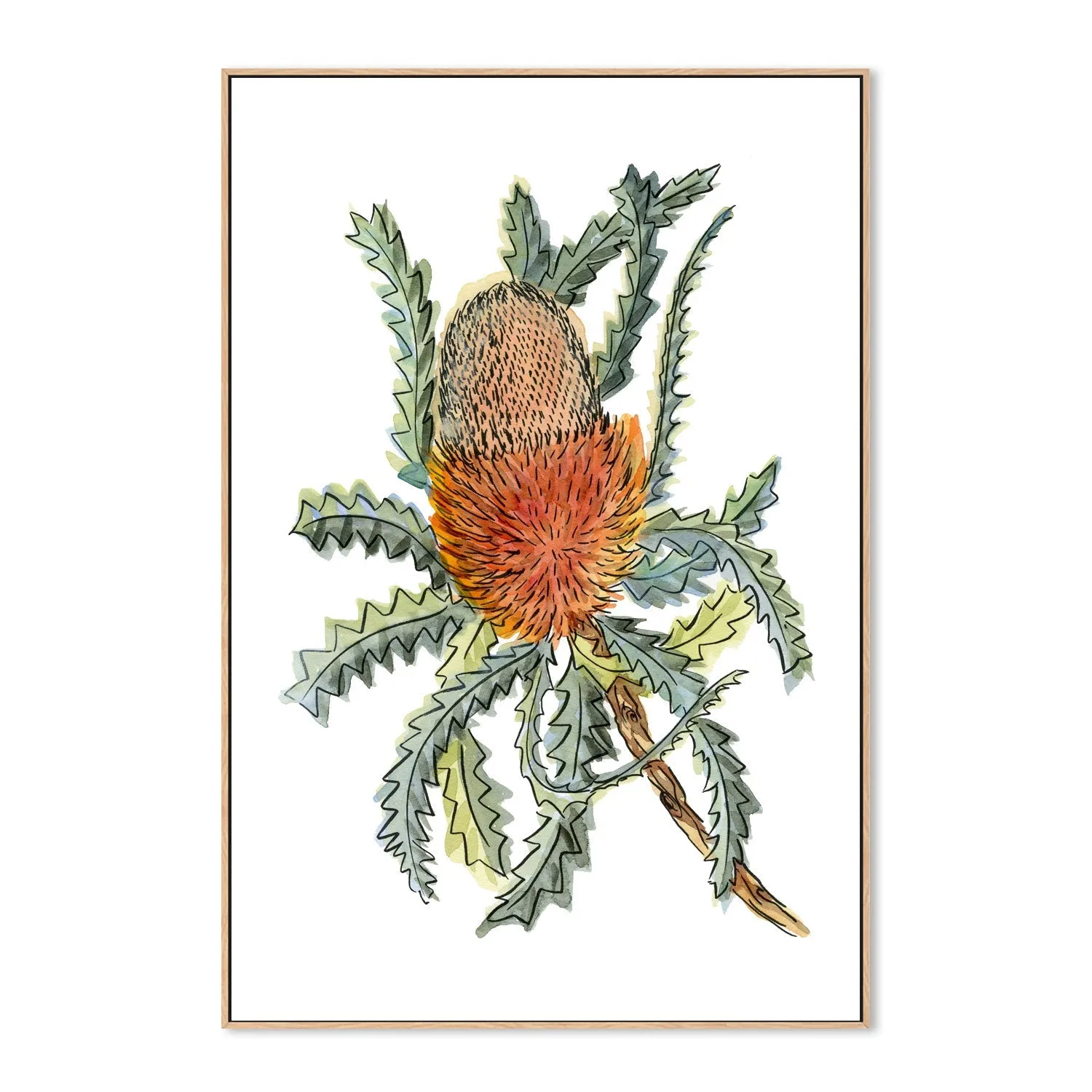 Banksia Hookerina , By Jessie Mitchelson