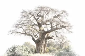 Baobab Pair