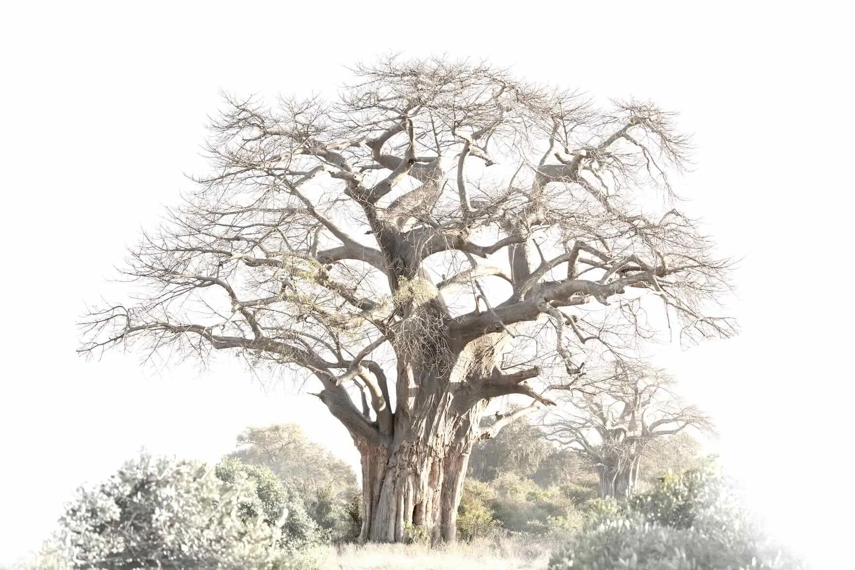 Baobab Pair