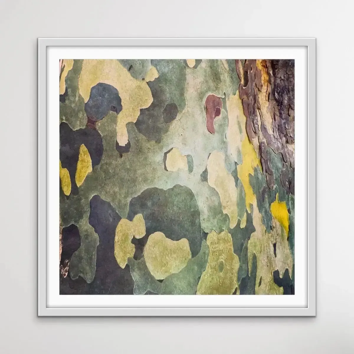 Bark In Green and Yellow Tones - Square Abstract Eucalyptus Bark Photographic Print