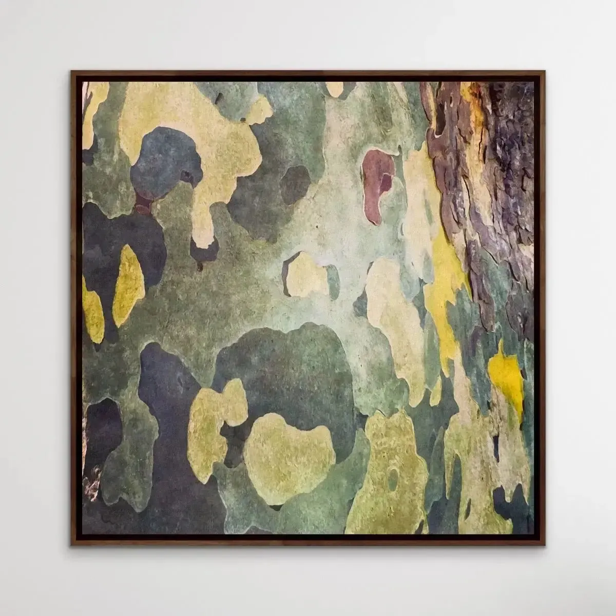 Bark In Green and Yellow Tones - Square Abstract Eucalyptus Bark Photographic Print