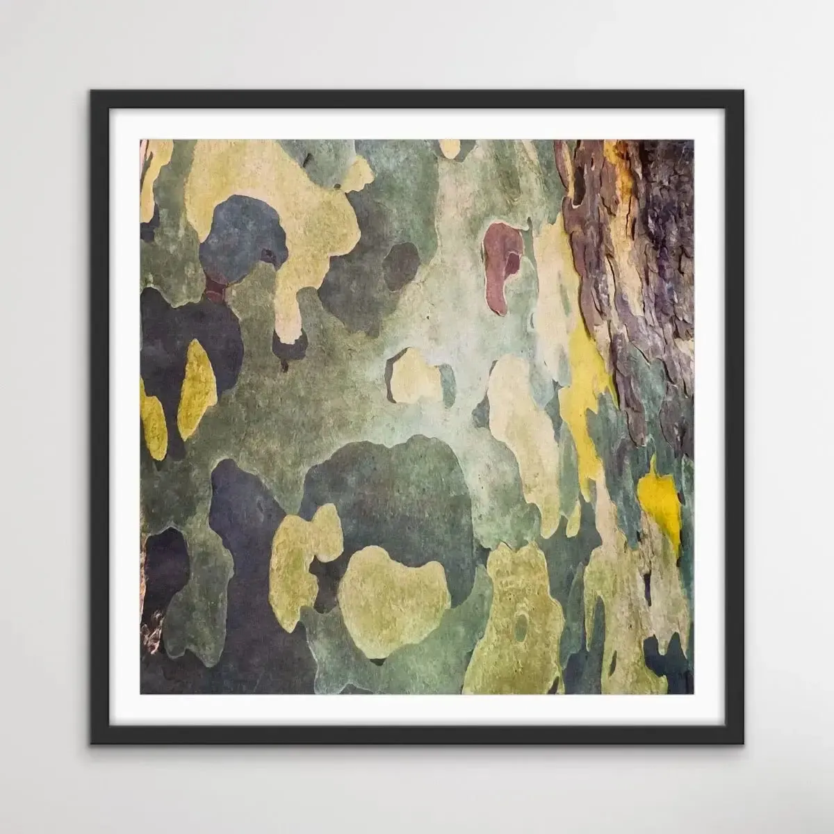 Bark In Green and Yellow Tones - Square Abstract Eucalyptus Bark Photographic Print