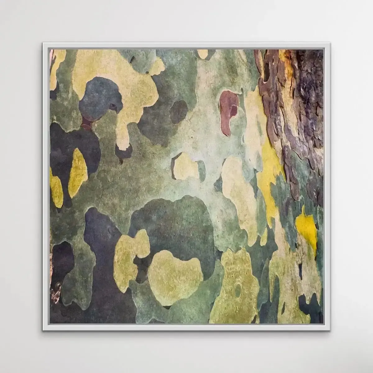 Bark In Green and Yellow Tones - Square Abstract Eucalyptus Bark Photographic Print