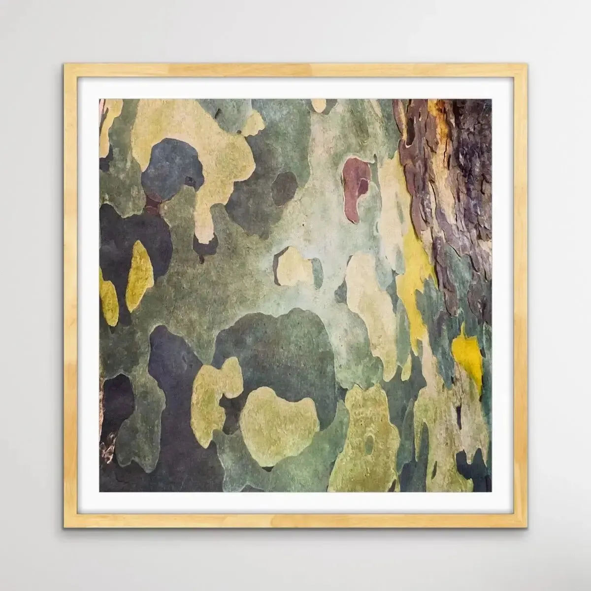 Bark In Green and Yellow Tones - Square Abstract Eucalyptus Bark Photographic Print