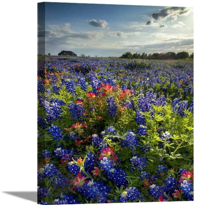 Blue Bonnet Field IV | Floral Canvas or Framed Print | Various Sizes