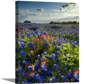 Blue Bonnet Field IV | Floral Canvas or Framed Print | Various Sizes