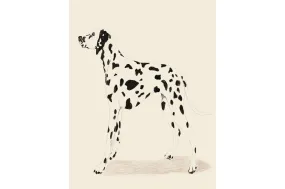 Dalmation