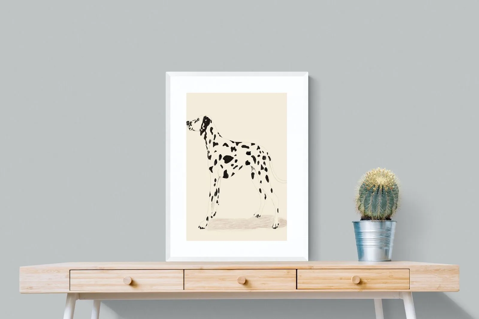 Dalmation