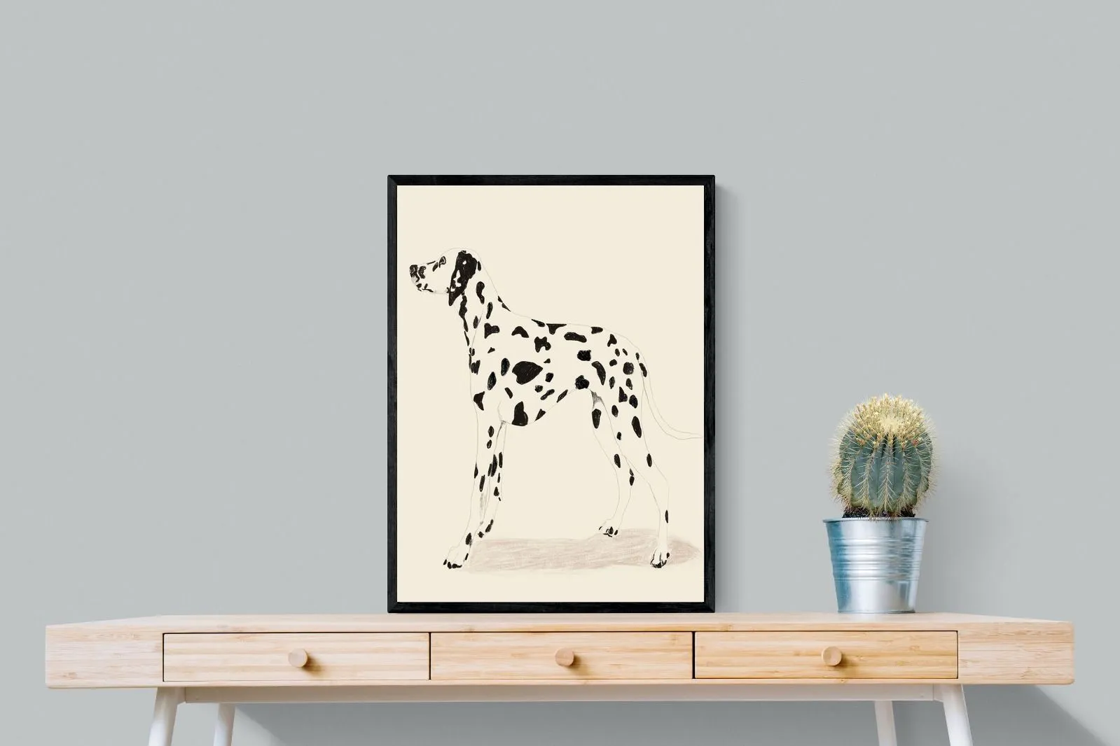 Dalmation