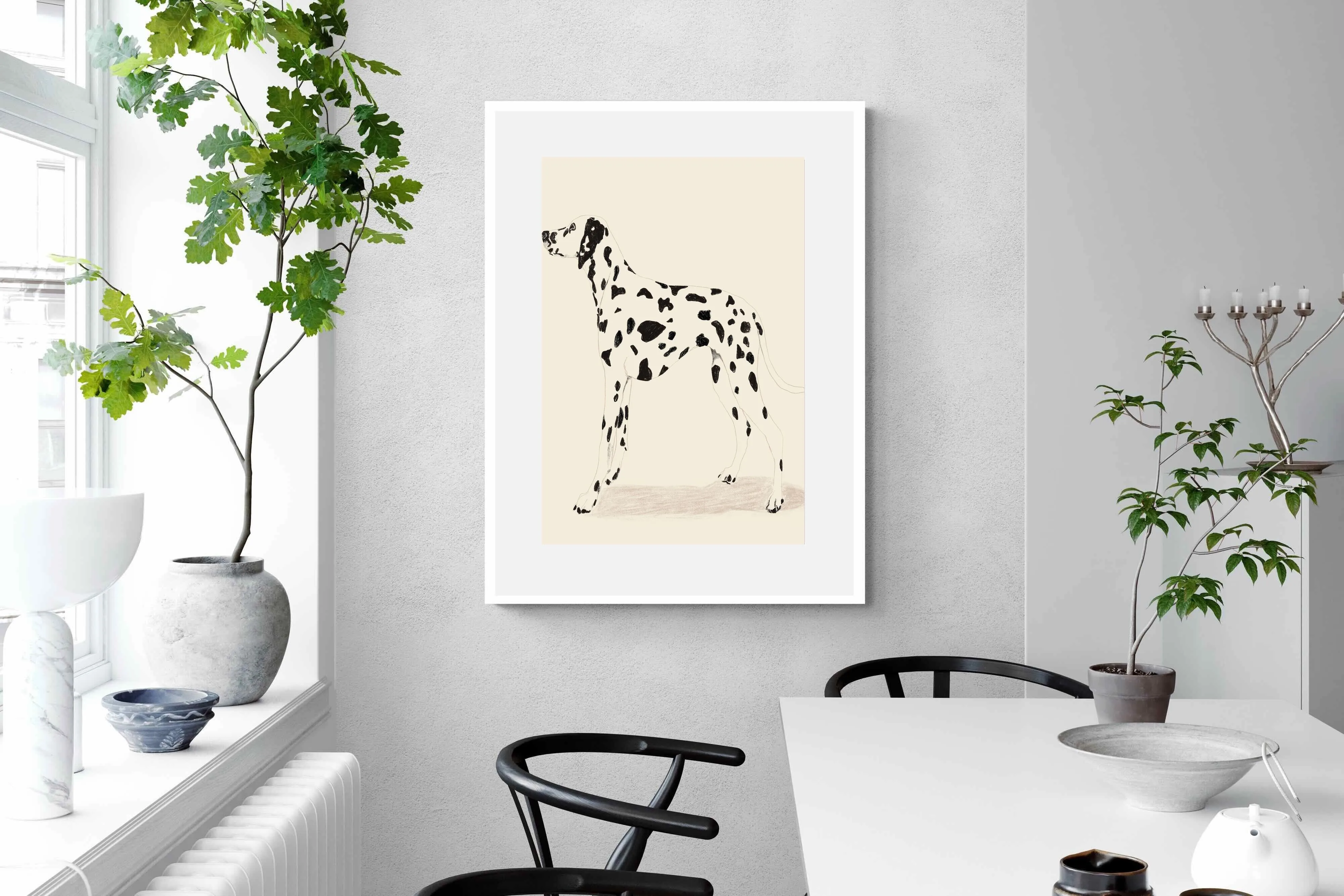 Dalmation