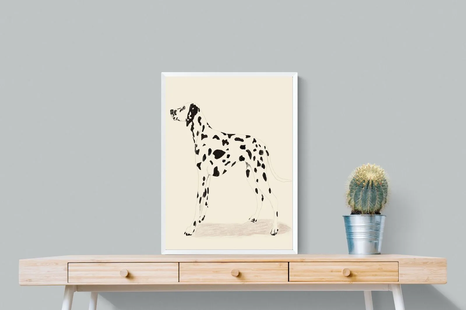 Dalmation