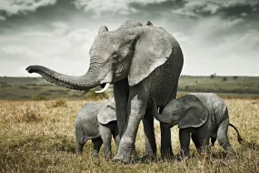 Elephant Family Union